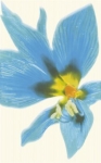 Paradyż - Concert - Concert Blue Inserto Drukowane Kwiat