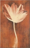 Polcolorit - Prada - DS Prada Marrone Kwiat A